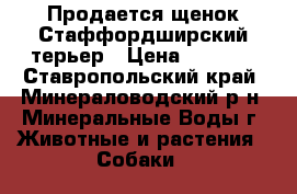 Продается щенок Стаффордширский терьер › Цена ­ 8 500 - Ставропольский край, Минераловодский р-н, Минеральные Воды г. Животные и растения » Собаки   